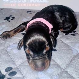 Light Pink Collar Female - Black and rust female Doberman Pinscher puppy in Bargersville, Indiana from Webb’s House of Doberman LLC