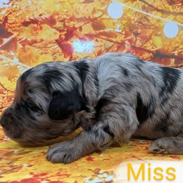 Miss Black - Merle female Labradoodle puppy in Lebanon, Pennsylvania from Robertson's Retrievers and Doodles