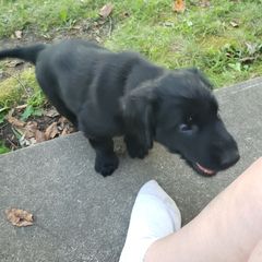 Hodel - Black female Flat-Coated Retriever puppy in Stillwater, Minnesota from Whirlwind Flat-Coated Retrievers