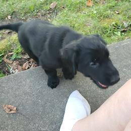 Hodel - Black female Flat-Coated Retriever puppy in Stillwater, Minnesota from Whirlwind Flat-Coated Retrievers