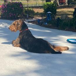 Airedale Terrier Puppies from Cool Hand Luke Kennels