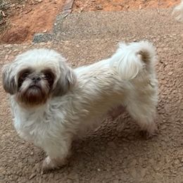 Laya - Shih Tzu
