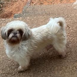 Laya - Shih Tzu