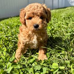 Archer - Apricot male Poodle puppy in Morehead, Kentucky from Paw Perfect Pets