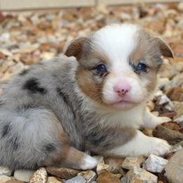 Jenga - Blue merle and white female American Corgi puppy in Midway, Arkansas from Wildlings & Wild Things Homestead