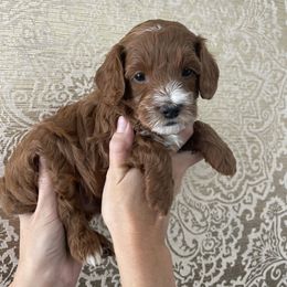 Green boy - Red  male Goldendoodle puppy in Palo Cedro, California from Goosehill Doodles