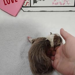 Juliet - Lilac female Boston Terrier puppy in Catawba, North Carolina from Lil Wiggles Boston Terriers