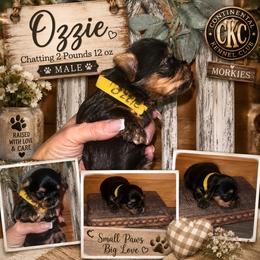 Prince Ozzy Sterling - Black & tan tri-color male Morkie puppy in Dalton, Georgia from Southern Charm Precious Paws