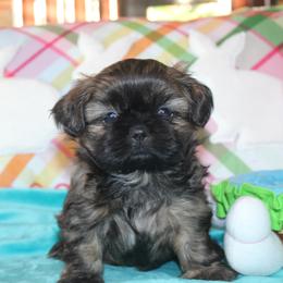 Penut - Black and tan male Shih Tzu puppy in Puyallup, Washington from Sugar and Spice Shih Tzu
