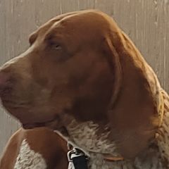 Bracco Italianos from Bracco Dynasty