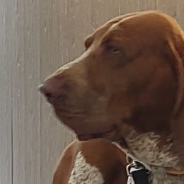 Bracco Italianos from Bracco Dynasty