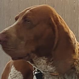 Bracco Italianos from Bracco Dynasty