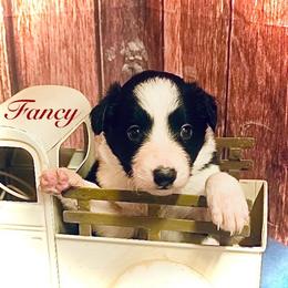 Fancy - Black and white female Border Collie puppy in Cleveland, North Carolina from Morning Glory Farm-border collies/Beyond Brilliant Dog Co.