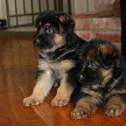 German Shepherd Puppies from Drache Feld