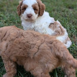 White Chocolate - Blenheim male Cavapoo puppy in Coshocton, Ohio from Forever Family Puppies