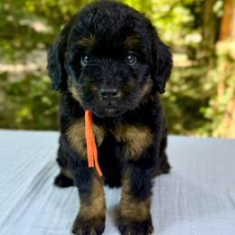 Bernedoodle and Poodle Puppies from Plum Valley Pups