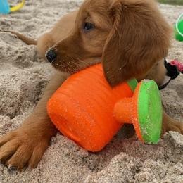 Golden Retriever Puppies from River City Goldens