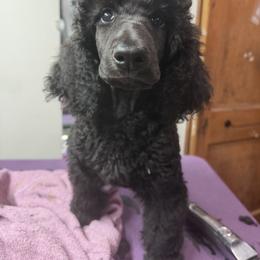 Purple - Blue female Poodle puppy in Sioux Falls, South Dakota from Risa Poodles