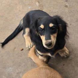 Vinder - Black and cream male Dachshund puppy in Oklahoma City, Oklahoma from OkieDoxieland Dachshunds