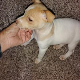 Peachy Keen - White and apricot male Rat Terrier puppy in Mariposa, California from Usona Rat Terriers