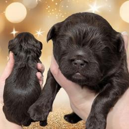 Cocoa - Brown female Shihpoo puppy in Coshocton, Ohio from Forever Family Puppies