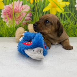 Button - Red female Dachshund puppy in Palm Bay, Florida from Anastasia’s Royal Weenies