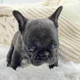 Boy 1 - Brindle male French Bulldog puppy in Campbell Hall, New York from Charlie’s Frenchies