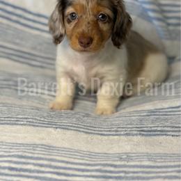 Dopey AKC - Dapple female Dachshund puppy in Oklahoma City, Oklahoma from Barrett’s Doxie Farm