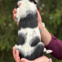 Female 4 - Black brown and white female Basset Hound puppy in Lindley, New York from Hill Top Basset Hounds & Cane Corso