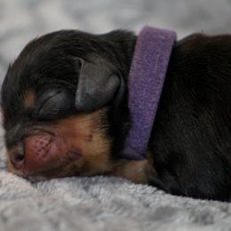 Aquata - Black and tan female Cavalier King Charles Spaniel puppy in Granite Falls, North Carolina from Country Life Cavaliers