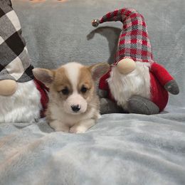 Grey Collar Female - Red female Pembroke Welsh Corgi puppy in Tenino, Washington from LoneStar Corgis NW
