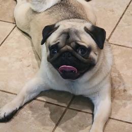 Pug puppies from Von Katzenstein Kennel