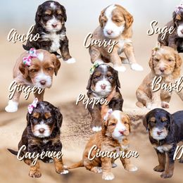 Australian Labradoodle Puppies from Providence Labradoodles, LLC