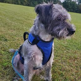 Atticus - Black male Schnoodle puppy in Leitchfield, Kentucky from Eveleigh Acres Puppies