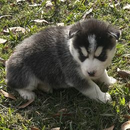 Mishka - Black and white female Siberian Husky puppy in Summerville, South Carolina from Carolina Husky Lodge