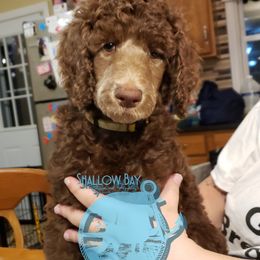 Poodle Puppies from Shallow Bay Standard Poodles
