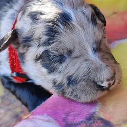 Aussiedoodle and Australian Shepherd Puppies from Barefoot Acres Farm & Aussies