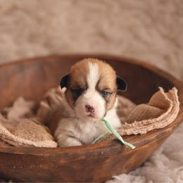 Mint Collar - Virginia - Sable female Pembroke Welsh Corgi puppy in Waverly Hall, Georgia from 6g Ranch Corgis