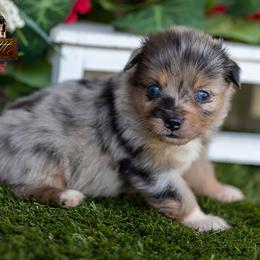 King - Blue merle male Miniature American Shepherd puppy in Granbury, Texas from Best Little Aussies