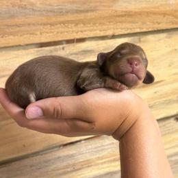 Daisy's solid female - Chocolate and tan female Dachshund puppy in Rattan, Oklahoma from Burgett’s Barnyard Dachshunds