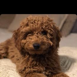 French Bulldog and Goldendoodle All Grown Up from French Valley Miniature Goldendoodles & French Bulldogs