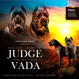 Cane Corso Puppies from Jonathan Rico