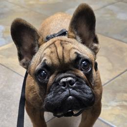 Pixie - Fawn female French Bulldog puppy in Santa Fe, New Mexico from ZiaLine French Bulldogs