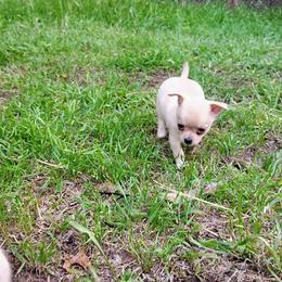 Lil Cotton Candy - Blue fawn male Chihuahua puppy in Weatherford, Texas from Small and Mighty Chihuahuas