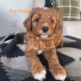 Nog - Red  female Goldendoodle puppy in Glendale, Arizona from Follow Your Bliss Doodles