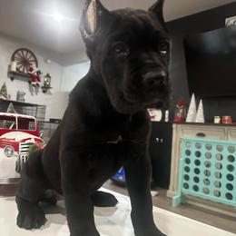 Purple Collar - Black female Cane Corso puppy in Fairfield, California from Royal Class Kennels