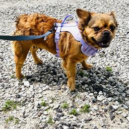 French Bulldog puppies from Wind Hill Puppies