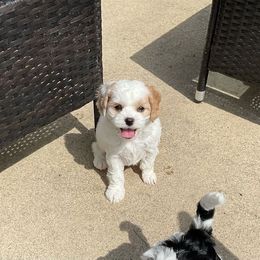 Cavapoo Puppies from Sharices Cavapoos