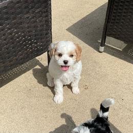 Cavapoo Puppies from Sharices Cavapoos