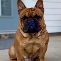 Bonhoeffer - French Bulldog